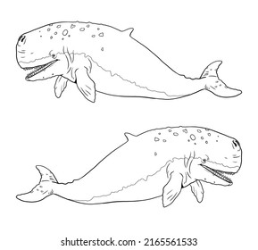 Prehistoric Whale Livyatan. Silhouette Illustration With Extinct Animals. Template For Coloring Book.