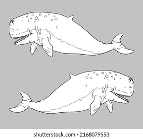 Prehistoric Whale Livyatan. Silhouette Illustration With Extinct Animals. Template For Coloring Book.