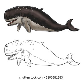 Prehistoric Whale Livyatan. Silhouette Illustration With Extinct Animals. Template For Coloring Book.