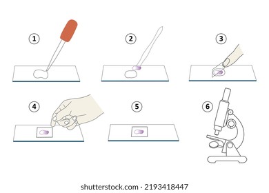 Preparation of microscope slides
microscopic preparation steps