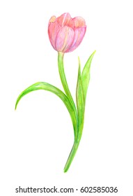 Illustration Drawn By Hand Single Tulip Stock Illustration 509404831 ...