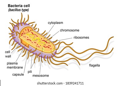 Illustration Bacteria Cell Structure Stock Vector (royalty Free) 145028542