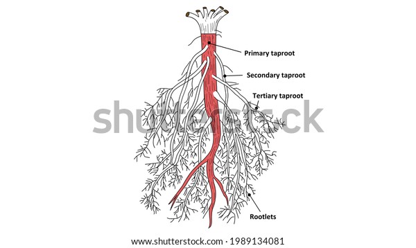 Primary Taproot Secondary Taproot Tertiary Taproot Stock Illustration ...