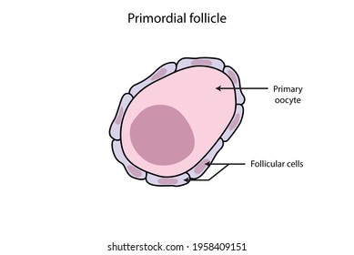 Primordial Follicle, Ovary Structure, Normal Menstrual Cycle, Ovulation (labeled)