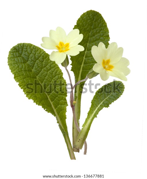 Primrose Primula Vulgaris のイラスト素材