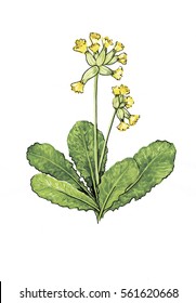 Primula Veris Botanical Illustration