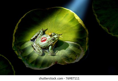 Prince Frog In The Spotlight