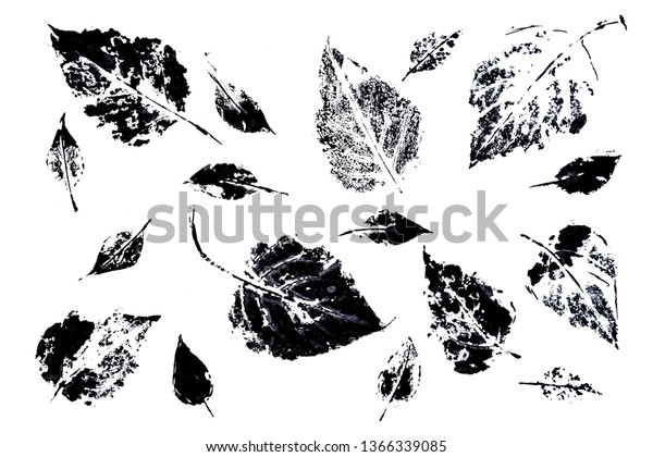 Prints of leaves of lilac, prints ink. Graphic\
elements drawn with ink. Black-and-white graphics for design. Set\
of hand drawn design elements. Collection of black ink abstract\
textures.