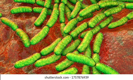 Probiotic Bacteria Lactobacillus, 3D Illustration. L. Acidophilus, L. Helveticus And Other. Normal Flora Of Intestine. Lactic Acid Bacterium