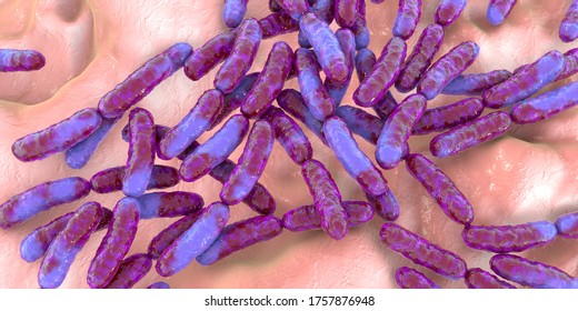 Probiotic Bacteria Lactobacillus, 3D Illustration. L. Acidophilus, L. Helveticus And Other. Normal Flora Of Intestine. Lactic Acid Bacterium