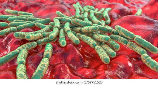 Probiotic Bacteria Lactobacillus, 3D Illustration. L. Acidophilus, L. Helveticus And Other. Normal Flora Of Intestine. Lactic Acid Bacterium