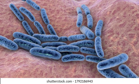 Probiotic Bacteria Lactobacillus, 3D Illustration. L. Acidophilus, L. Helveticus And Other. Normal Flora Of Intestine. Lactic Acid Bacterium