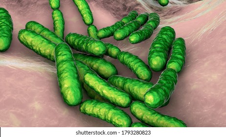 Probiotic Bacteria Lactobacillus, 3D Illustration. L. Acidophilus, L. Helveticus And Other. Normal Flora Of Intestine. Lactic Acid Bacterium