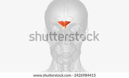 Procerus is a small, triangular muscle of the head that occupies the glabella  3d illustration