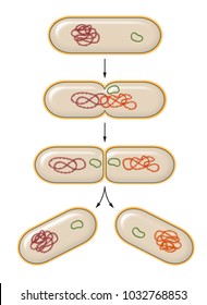 Process of bacterial fission. Reproduction.