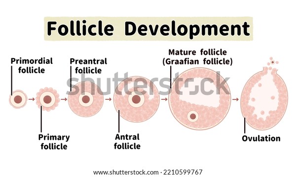 Process Follicle Development Ovulation English Language Stock