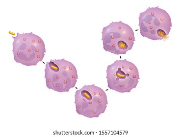 Process Of Phagocytosis By Neutrophils