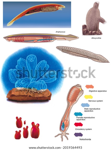 The procordados. The ascidians, the\
amphioxus. Internal anatomy and\
morphology.