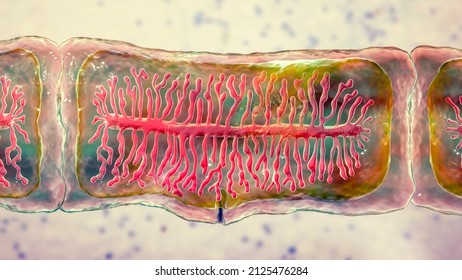 Proglottid (body unit) of tapeworm Taenia saginata, 3D illustration. A flatworm parasitizing animal and human intestine. Proglottid contains uterus with 12-30 primary lateral branches filled with eggs