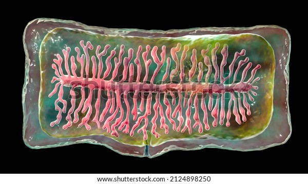 Proglottid (body unit) of tapeworm Taenia saginata,
3D illustration. A flatworm parasitizing animal and human
intestine. Proglottid contains uterus with 12-30 primary lateral
branches filled with
eggs