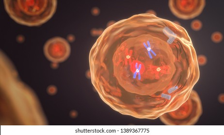 Prometaphase Of A Human Cell. (3D Rendering)