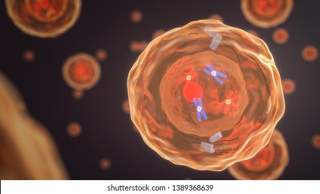 Prometaphase Of A Human Cell. (3D Rendering)