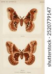 Promethea Silkmoth - Female (Attacus Promethia). Moth animal insect vintage illustration. Vintage art brown moth animal drawing, insect art illustration, old moth insect painting art print.