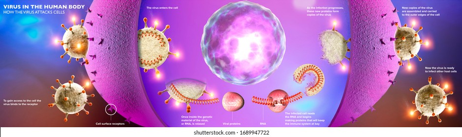 Verbreitung des Virus im menschlichen Körper. Wie Coronavirus Zellen angreift. Wenn das Virus einen kompatiblen Rezeptor findet, kann sich Covid-19 replizieren. Abschnitt der Zelle und SARS-CoV-2. 3D-Darstellung