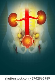 Prostate disease, Benign prostatic hyperplasia (BPH), Prostate cancer. 3d illustration