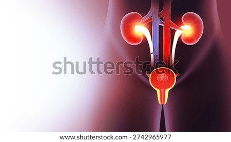 Prostate disease, Benign prostatic hyperplasia (BPH), Prostate cancer. 3d illustration