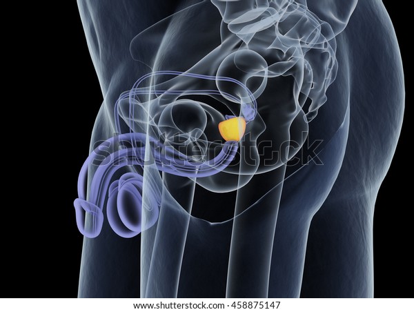 前立腺 男性の生殖器系と泌尿器系 解剖学 3dイラスト のイラスト素材