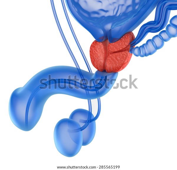 Prostate Male Reproductive System Isolated On Stock Illustration 285565199 5922