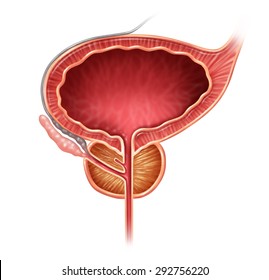 Prostate Organ Gland On A White Background As A Medical Illustration Concept For Part Of The Male Reproductive Anatomy Including The Bladder And Seminal Vesicle.