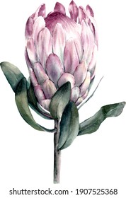 Protea Flower Watercolor. Pink Protea Hand-drawn In Watercolor.