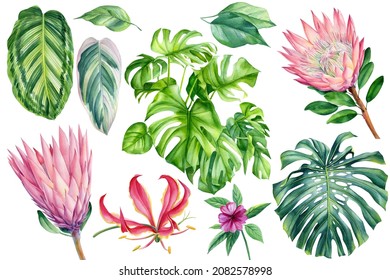 Protea flowers, lily and green monstera leaves, tropical plants. Set of floral elements on isolated white background, watercolor illustration