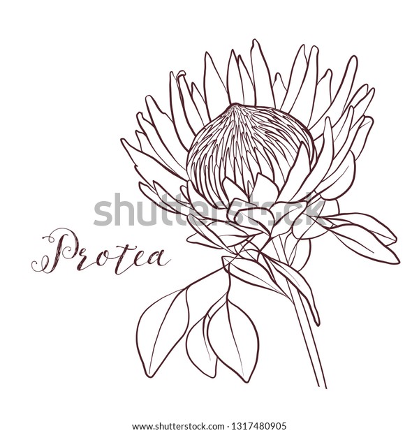 Protea Monochrome Botany Clipart On White Stock Illustration 1317480905