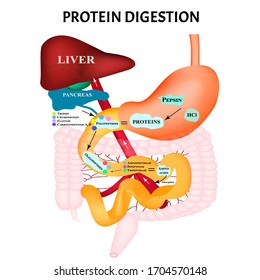 Chemical Digestion Images, Stock Photos & Vectors | Shutterstock