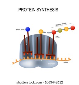 Protein Synthesis. Ribosome Assemble Protein Molecules (by Using TRNA). Sequence Is Controlled By Messenger RNA Molecules (mRNA).