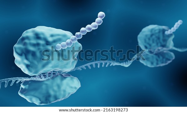 Protein synthesis, Ribosomes building\
amino acid chains during translation, 3d\
illustration