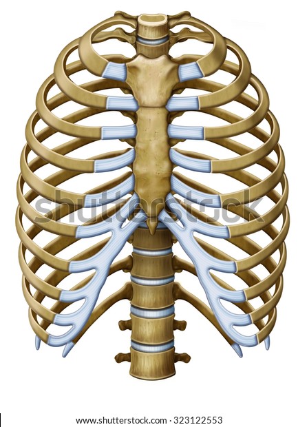 骨肋骨笼或胸部内脏库存插图