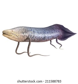 Protopterus ( African Lungfish)