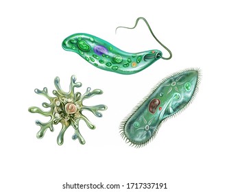 Euglena On Microscope Images Stock Photos Vectors Shutterstock