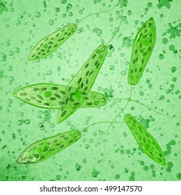 Euglena On Microscope Images Stock Photos Vectors Shutterstock