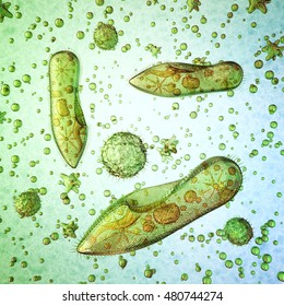 Protista Images Stock Photos Vectors Shutterstock