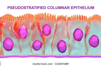 Pseudostratified Columnar Epithelium, 3D Illustration. Epithelium Found In Trachea And Upper Part Of Digestive Tract