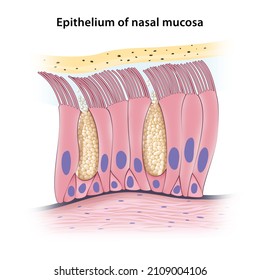 Pseudostratified Columnar Epithelium Of Nasal Mucosa