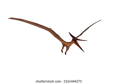 Pteranodon Dinosaur Flight Beak Wide Open Stock Illustration 2161444273 ...