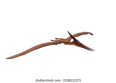 Pteranodon The Giant Flying Reptile Dinosaur. 3D Render Isolated On White With Clipping Path.