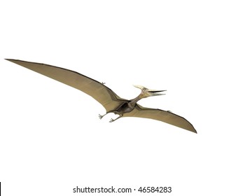 Pterodactyl or Pteranodon dinosaur isolated on white