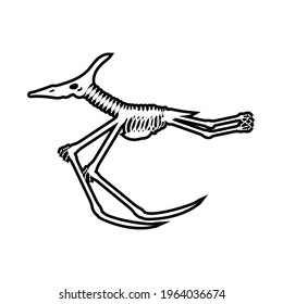 Pterodactyl Skeleton Drawing On White Background